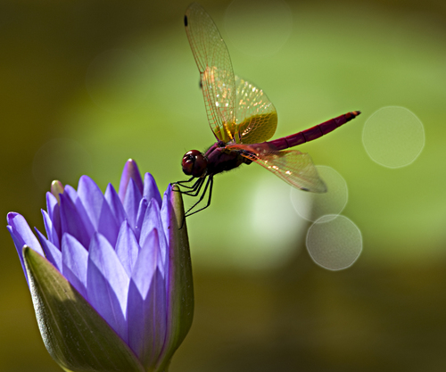 Dragonfly with water lily