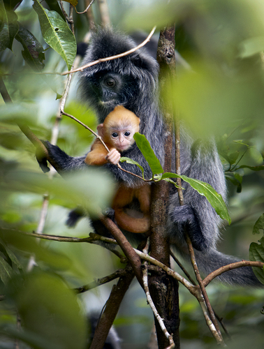 Borneo baby monkey