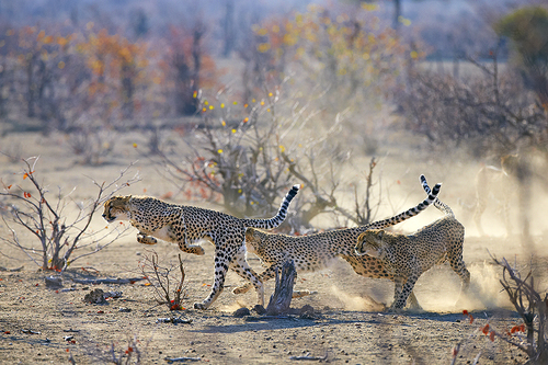 Running Cheetahs, Botswana