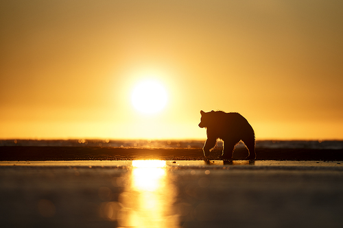 Sunrise grizzly