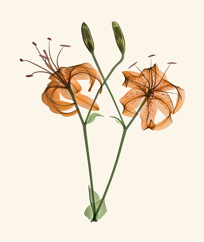 Orange Lilies Xray