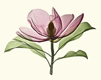 Brackens Brown Beauty Xray Color Awards Winners and Nominees