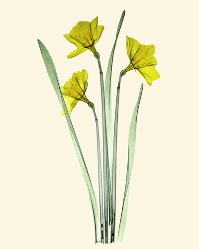 Daffodil Trio Floral Xray