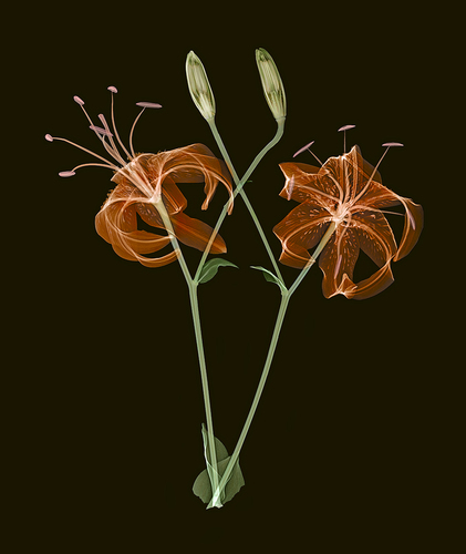 Tiger Lillies Floral Xray