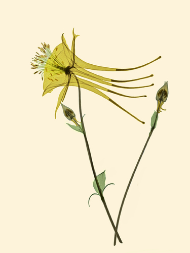 Yellow Columbine Floral X-ray