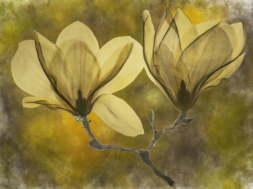 Yellow Magnolia Floral X-ray