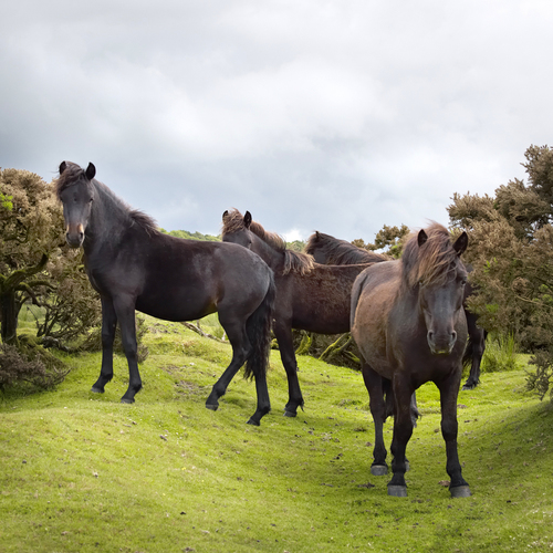 Dartmoor Ponies - Dartmoor - England
