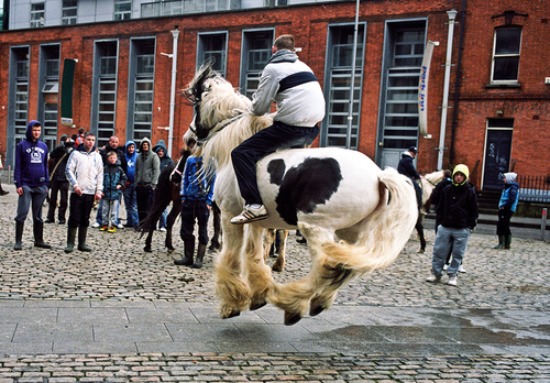 Horse Fair Dublin