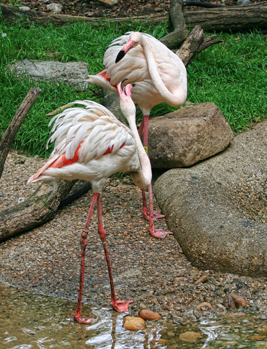 The Fighting Flamingos