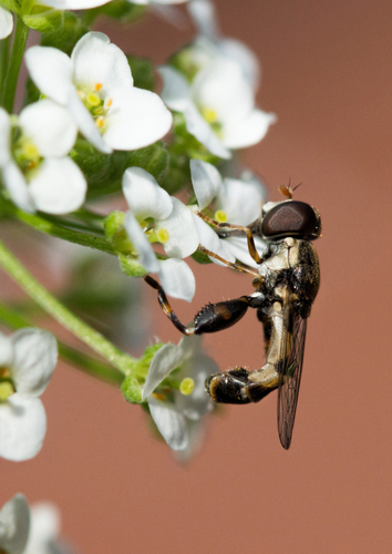The Hoverfly