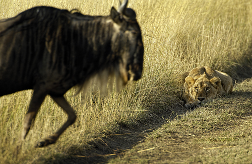 Lioness Hunting Wildebeeste