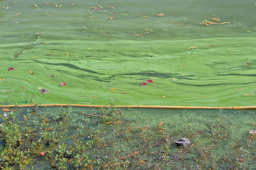 Pond Algae