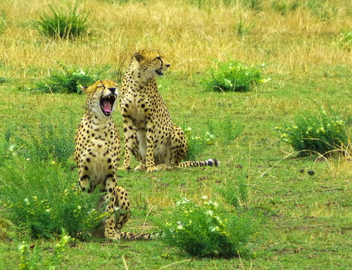 Yawning Cheetah