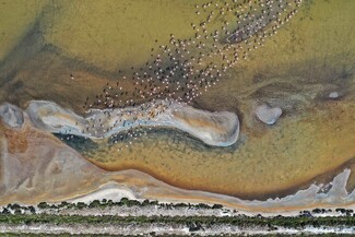 Pink flamingos flying above the Saline Color Awards Winners and Nominees