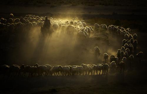  sheep herd
