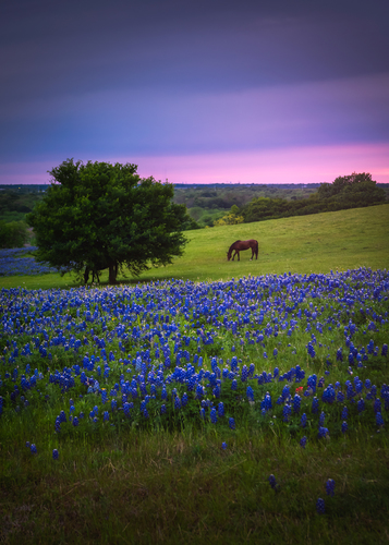 Once in blue moon - Texas bluebonnets!