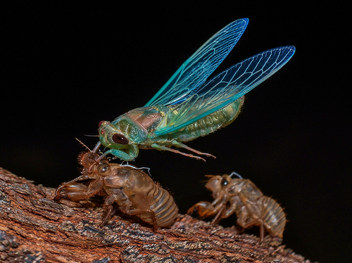Cicada Dry Wings
