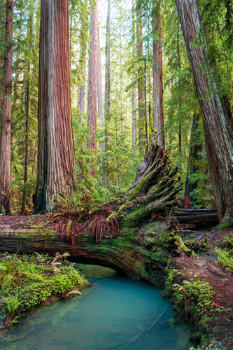 Blue River Redwoods
