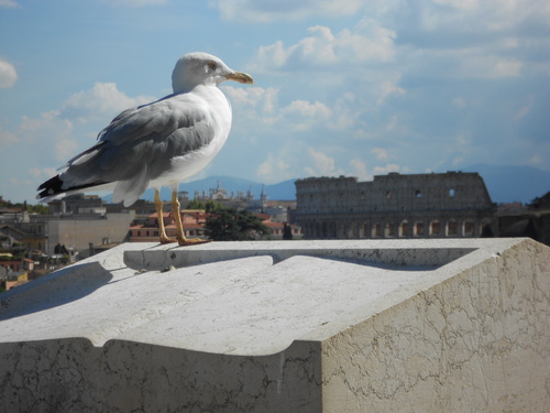 Bird & Colosseum 2