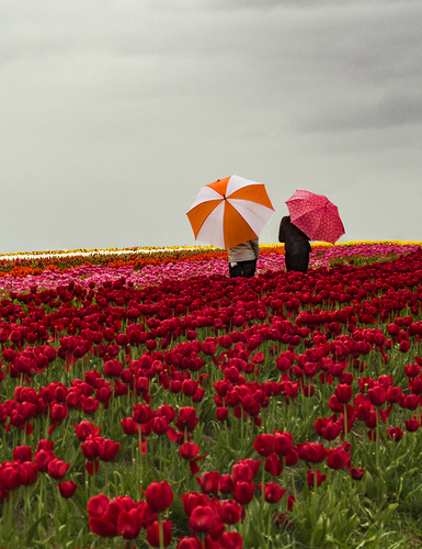 Umbrellas in Tulips
