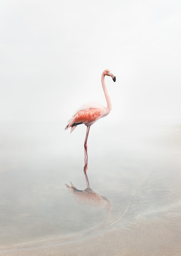 For Now Flamingo