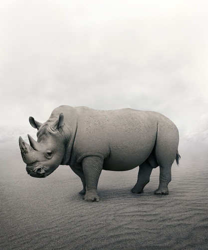 Restfil Rhino