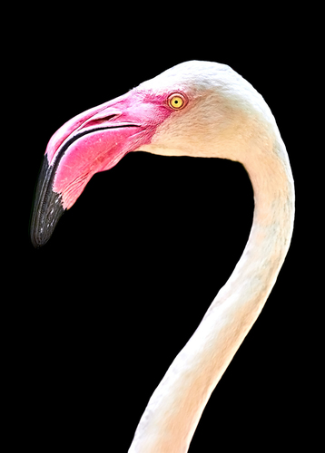 Flamingo's Portrait