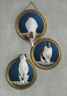 Three round frames on the wall Color Awards Winners and Nominees