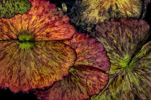 Lilypads in Autumn