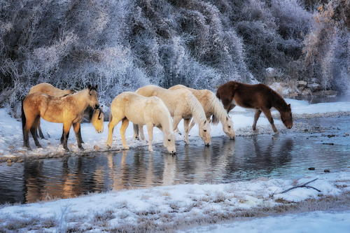 Horses Drinking at Big Horn