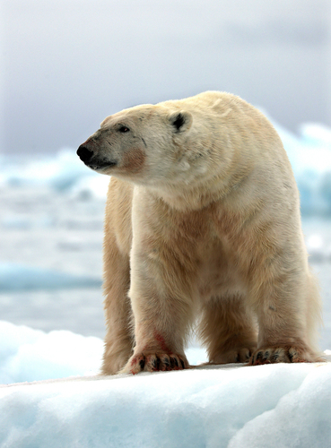 Arctic bear 1