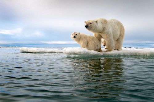Polar Bear Family in a Melting World