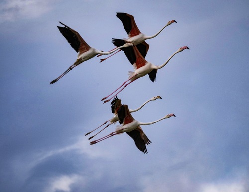 Flamingos patrol