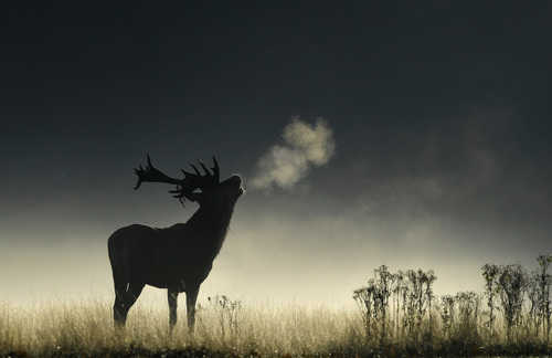 A deer stag barks at dawn during the rutting season