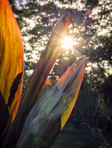 Hide and Gecko Hide and Gecko