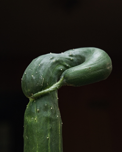 cucumber #42 (from the series Fallen Fruit)