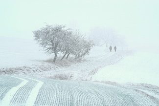 Winter Stroll Color Awards Winners and Nominees