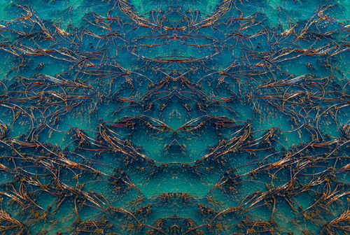 Sea Kelp