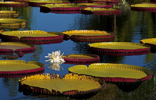 Giant Amazon water lilies