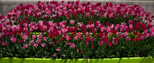 Pink & Red Tulips