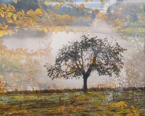 Double exposure tree in the lake