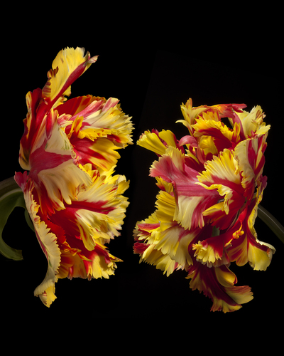 The Lover - Texas Flame Tulip (Tulipa sp.)