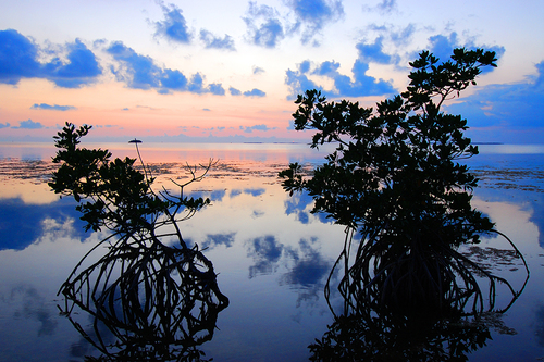 Mangrove Twilight