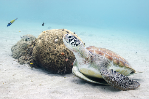 Green Sea Turtle at Rest