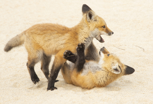 Fox Kits Playing in Sand, Cape Cod National Seashore Fox Kits Playing in Sand, Cape Cod National Seashore