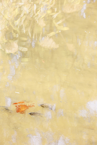 Yellow Fish Pond