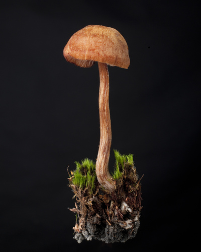 mushroom I. (undefined)