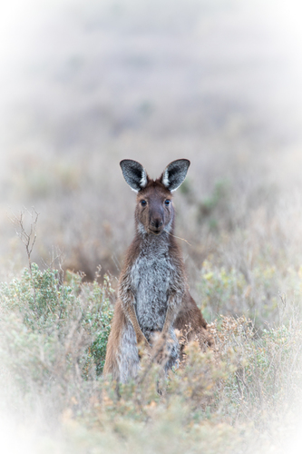 Kangaroo at Mungo