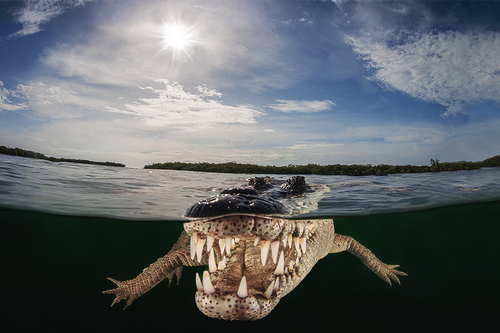 Crocodille backlight