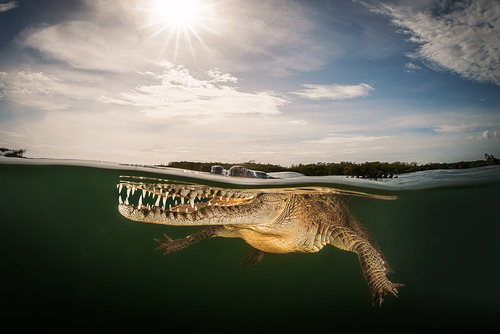 american crocodille